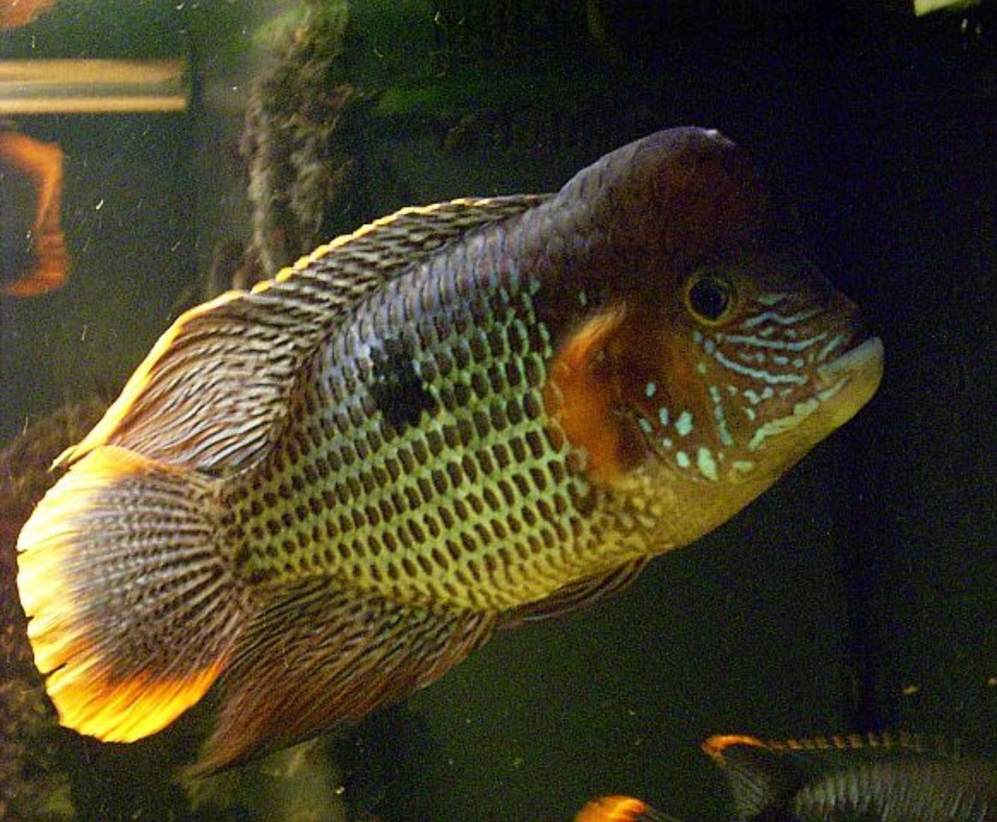 Aequidens rivulatus Toprybicky