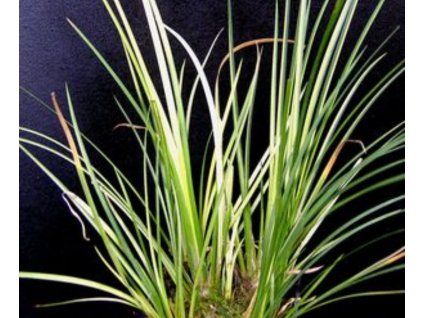 Acorus giganteus