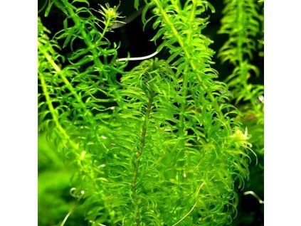 egeria najas