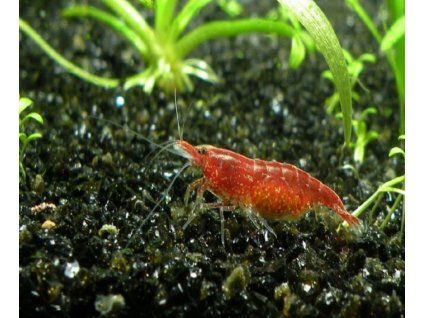 Neocaridina davidi - red cherry