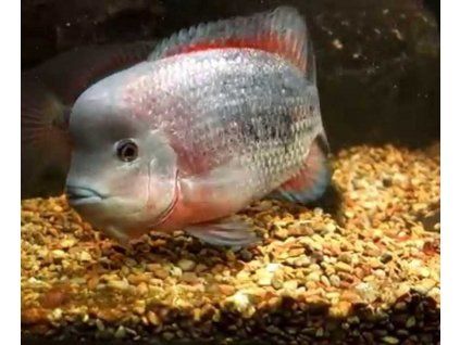 Vieja breidohri pink 5+ cm