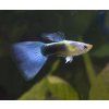 Poecilia reticulata blue tuxedo