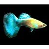 Poecilia reticulata - Blue Diamond
